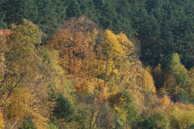 Eski karışık sonbahar ormanı. 