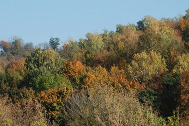 Eski karışık sonbahar ormanı. 
