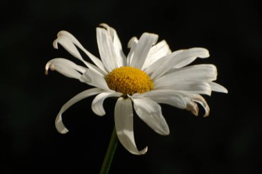 Papatya çayı ya da papatya çayı her yıl yüksek dallı bir bitki cinsidir..