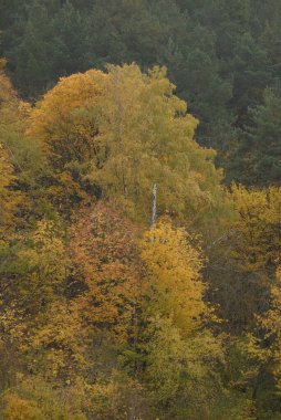 Eski karışık sonbahar ormanı. 