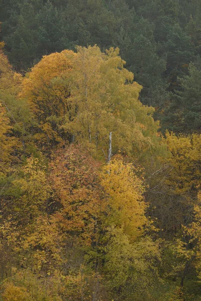 Eski karışık sonbahar ormanı. 