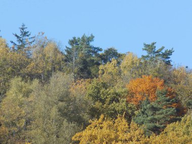 Eski karışık sonbahar ormanı.           