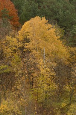 Eski karışık sonbahar ormanı.