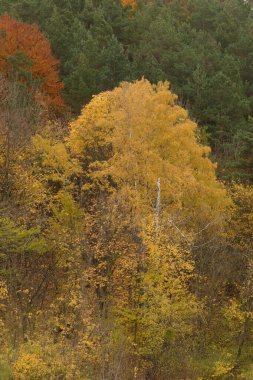 Eski karışık sonbahar ormanı.