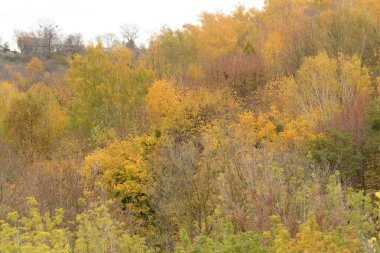 Eski karışık sonbahar ormanı.