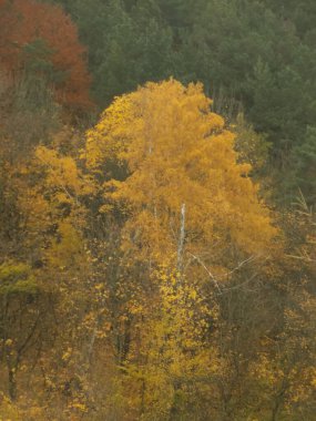 Eski karışık sonbahar ormanı.          