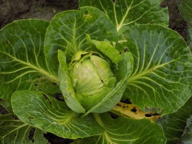 White cabbage (Brassica oleracea var. capitata)          