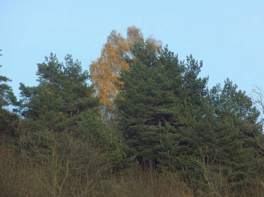 Eski karışık sonbahar ormanı.          