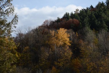 Eski karışık sonbahar ormanı.