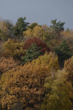Eski karışık sonbahar ormanı.