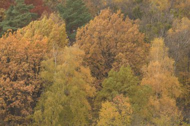 Eski karışık sonbahar ormanı.