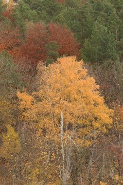 Eski karışık sonbahar ormanı.