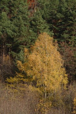 Eski karışık sonbahar ormanı.