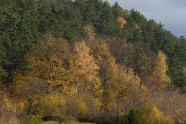 Eski karışık sonbahar ormanı.