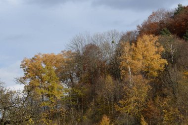 Eski karışık sonbahar ormanı.