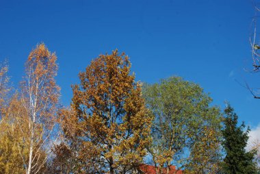 Eski karışık sonbahar ormanı.