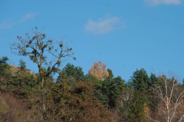 Eski karışık sonbahar ormanı.