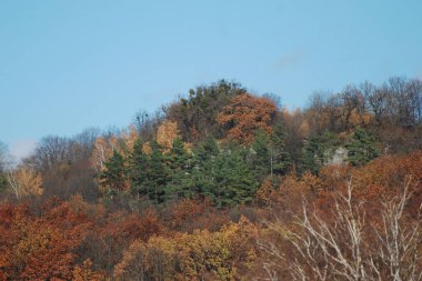 Eski karışık sonbahar ormanı.