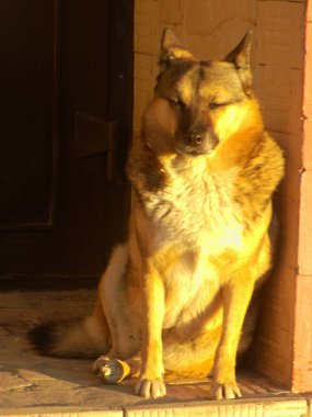 Köpek ya da evcil köpek (Canis lupus familiaris))           