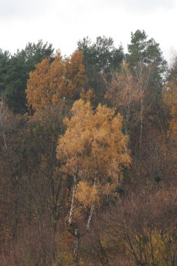 Eski karışık sonbahar ormanı.