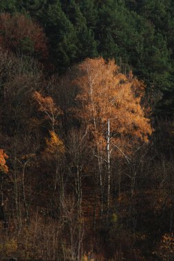Eski karışık sonbahar ormanı.