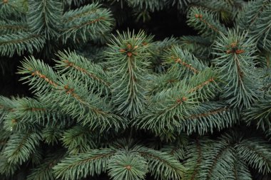 Dikenli, mavi veya Colorado ladin (Picea pungens Engelm.)