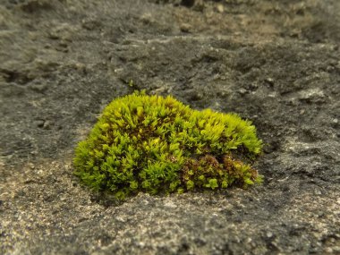 Kapsül yosunu (Encalypta vulgaris), yosungiller (Felidae) familyasından bir yosun türüdür..          