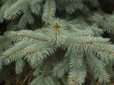 Dikenli, mavi veya Colorado ladin (Picea pungens Engelm.)          