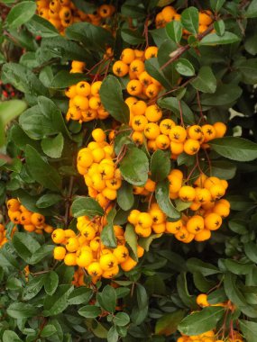 Pyracantha, Pyracantha, Firethorn ( Pyracantha M.Roem.) - Rosaceae ailesinden bir çalılık cinsi.          