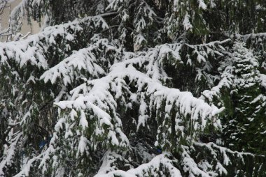 Dikenli, mavi veya Colorado ladin (Picea pungens Engelm.) 
