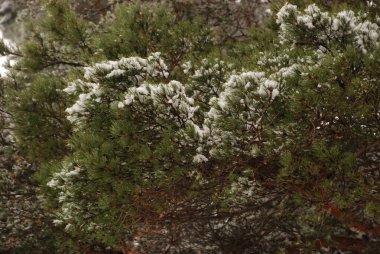 Çam (Pinus L.), kozalaklı ağaçlar (Pinaceae) familyasından bir ağaçtır..