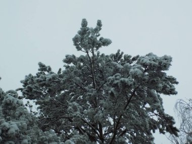 Çam (Pinus L.), kozalaklı ağaçlar (Pinaceae) familyasından bir ağaçtır..          
