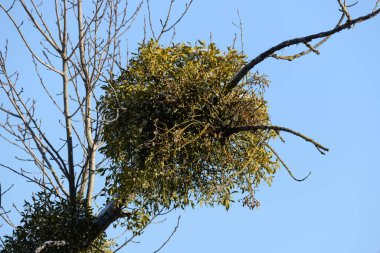 Genel veya beyaz ökseotu (Viscum albümü L.)