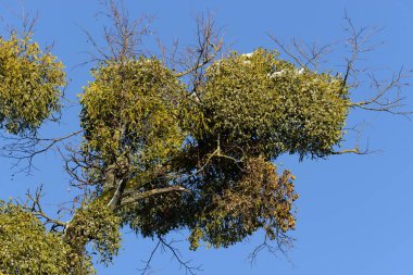 Genel veya beyaz ökseotu (Viscum albümü L.)