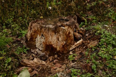 Kurumuş bir ağacın gövdesi.