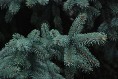 Dikenli, mavi veya Colorado ladin (Picea pungens Engelm.) 