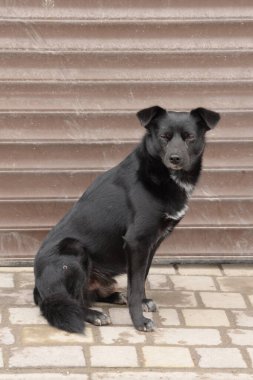  Köpek ya da evcil köpek (Canis lupus familiaris))