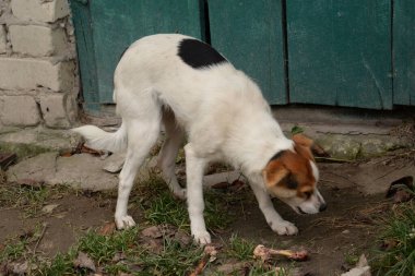 Köpek ya da evcil köpek (Canis lupus familiaris))