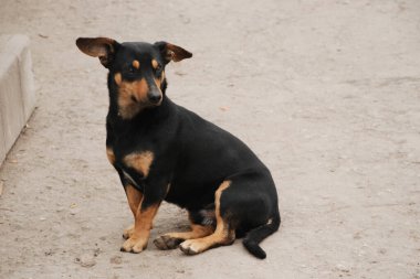 Köpek ya da evcil köpek (Canis lupus familiaris)) 