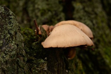 Tile pleurotus (Pleurotus ostreatus), Pleurotus familyasından bir mantar türüdür.).