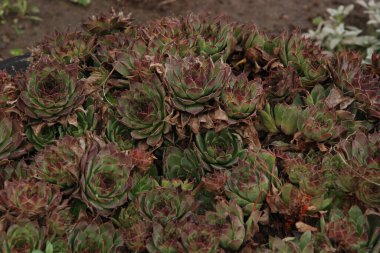 Sempervivum, Crassulaceae familyasından bir bitki cinsidir.