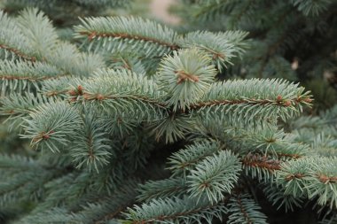 Dikenli, mavi veya Colorado ladin (Picea pungens Engelm.)