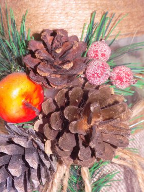 Koni (lat. Strobilus) değiştirilmiş bir çekim.