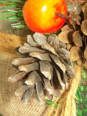 Koni (lat. Strobilus) değiştirilmiş bir çekim.