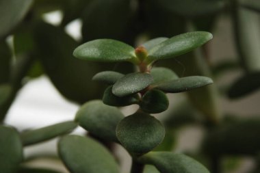 Crassula, Crassula veya Crassula L., Crassula familyasından bir bitki türüdür..