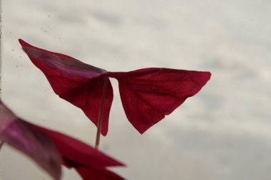 Oxalis asetosella L, Oxalis familyasından uzun ömürlü bir bitki türü..