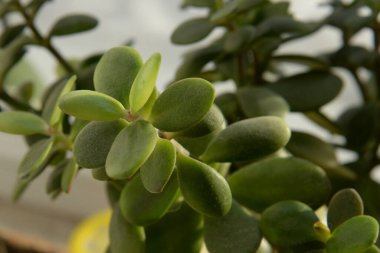 Crassula, Crassula veya Crassula L., Crassula familyasından bir bitki türüdür..