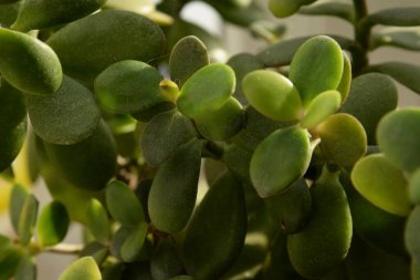 Crassula, Crassula veya Crassula L., Crassula familyasından bir bitki türüdür..