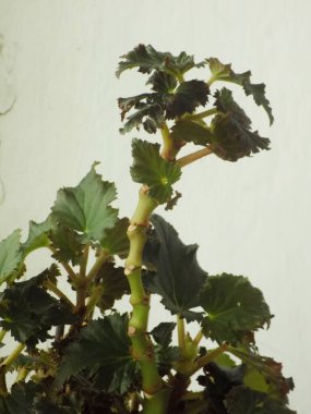 İncir ağacı, incir ağacı (