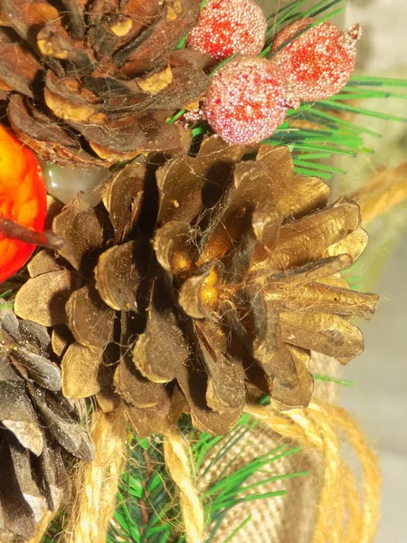 Koni (lat. Strobilus) değiştirilmiş bir çekim.